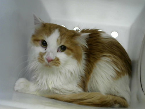 NIGERIA, an adoptable Domestic Short Hair in Albuquerque, NM