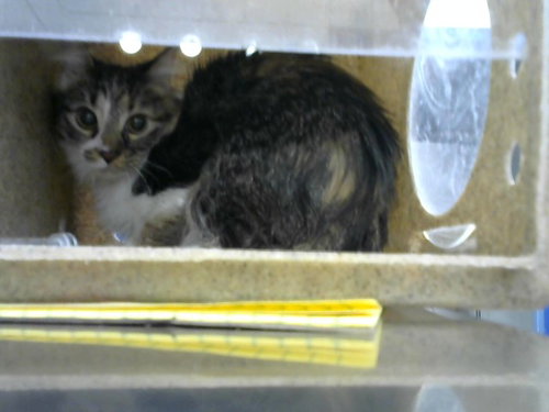 ICE LAND, an adoptable Domestic Short Hair in Albuquerque, NM