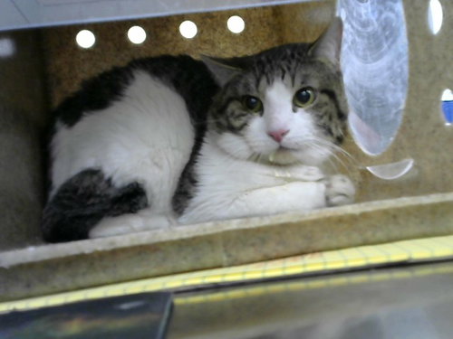 IRAN, an adoptable Domestic Short Hair in Albuquerque, NM