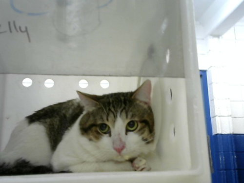 PAKISTAN, an adoptable Domestic Short Hair in Albuquerque, NM