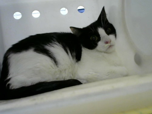 JAPAN, Young Domestic Short Hair (medium coat), cat for adoption in Rio Rancho, New Mexico
