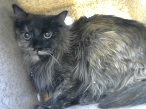 USA, an adoptable Domestic Short Hair in Albuquerque, NM