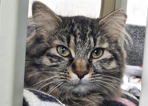 BRAZIL, an adoptable Domestic Short Hair in Albuquerque, NM