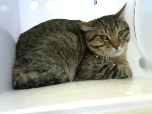 CHILE, an adoptable Domestic Short Hair in Albuquerque, NM
