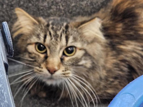 CHINA, an adoptable Domestic Short Hair in Albuquerque, NM