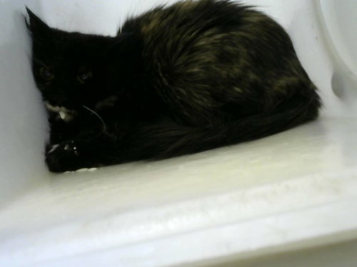CANADA, an adoptable Domestic Short Hair in Albuquerque, NM