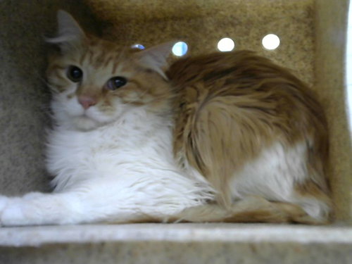 APPLE, an adoptable Domestic Short Hair in Albuquerque, NM