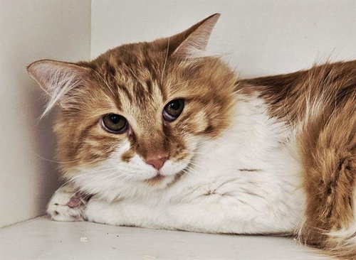 APPLE, Young Domestic Short Hair (medium coat), cat for adoption in Albuquerque, New Mexico