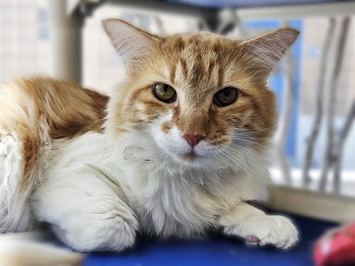 APPLE, Young Domestic Short Hair (medium coat), cat for adoption in Rio Rancho, New Mexico