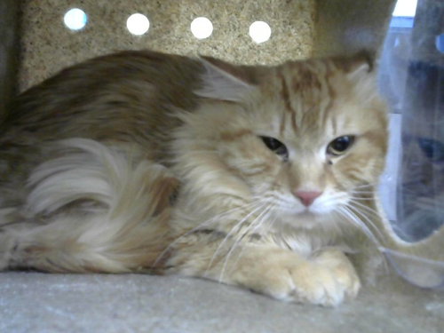 BANANA, an adoptable Domestic Short Hair in Albuquerque, NM