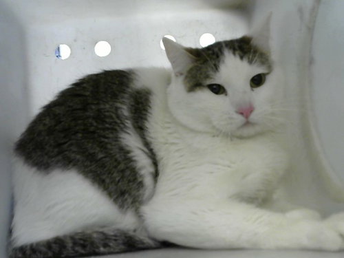 PEACH, an adoptable Domestic Short Hair in Albuquerque, NM