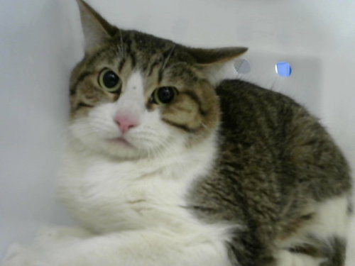 WATER MELON, an adoptable Domestic Short Hair in Albuquerque, NM