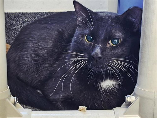 GRAPE, an adoptable Domestic Short Hair in Albuquerque, NM