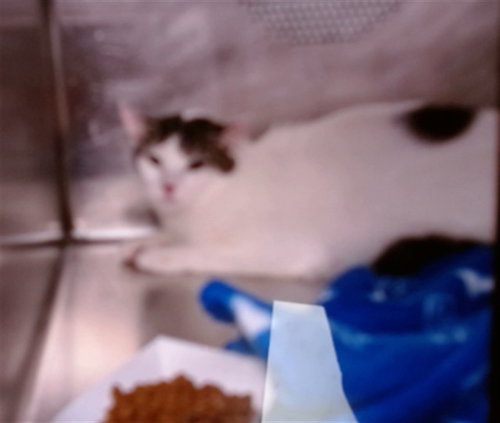 TOMATO, an adoptable Domestic Short Hair in Albuquerque, NM