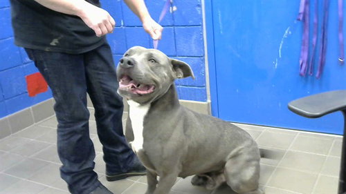 GOOBER - American Pit Bull Terrier available for adoption