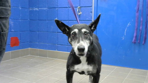 RAJA, an adoptable Labrador Retriever in Albuquerque, NM