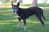 RAJA - Photo 1