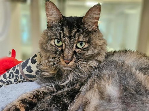 MUFFIN, an adoptable Domestic Long Hair in Albuquerque, NM