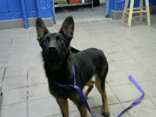 LUCY, an adoptable German Shepherd Dog in Albuquerque, NM