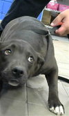 GRACIE - Photo 1