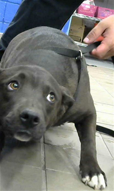 GRACIE - American Pit Bull Terrier available for adoption