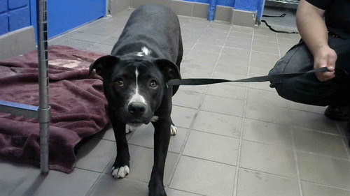 TRACIE - American Pit Bull Terrier available for adoption
