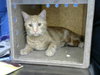 PASHAK - Photo 1