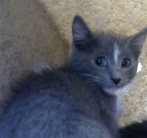 ARCHIE - Domestic Short Hair available for adoption