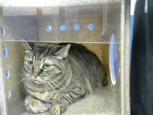 EVELYN, Adult Domestic Short Hair (medium coat), cat for adoption in Albuquerque, New Mexico
