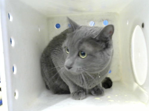 SAGE - Domestic Short Hair available for adoption