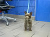 KIWI - Photo 1
