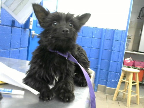 ROCKY - Chihuahua / Yorkshire Terrier Yorkie available for adoption