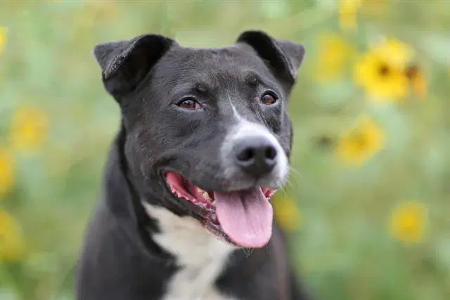 Luner - Pit Bull Terrier