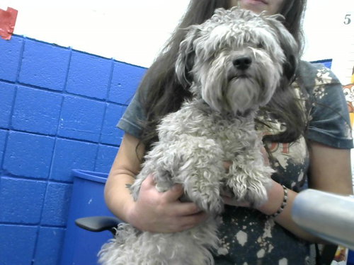 PEPE - Poodle (Miniature) available for adoption