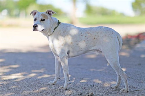 TIMOTHY, an adoptable Queensland Heeler in Albuquerque, NM