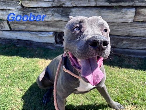 GOOBER, an adoptable American Pit Bull Terrier in Albuquerque, NM