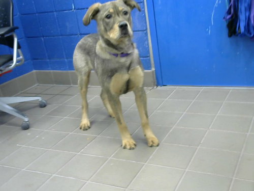 KENAI - German Shepherd Dog available for adoption