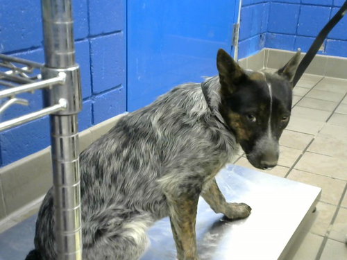 BUG - Border Collie available for adoption