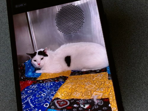 JAKE, an adoptable Domestic Short Hair in Albuquerque, NM
