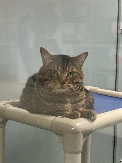 INDIA, an adoptable Domestic Short Hair in Albuquerque, NM
