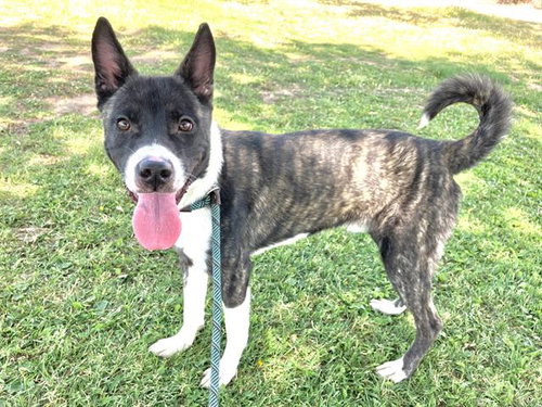 JORMA, an adoptable Akita in Albuquerque, NM