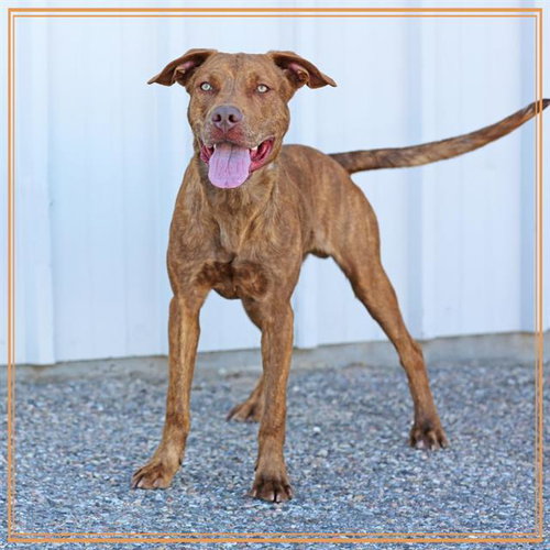 BLUE, an adoptable Pit Bull Terrier in Albuquerque, NM
