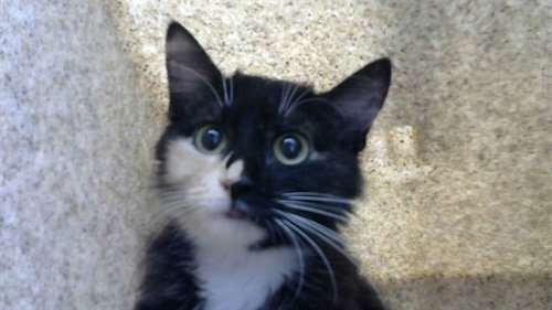 MISCHEVIOUS - Domestic Medium Hair available for adoption