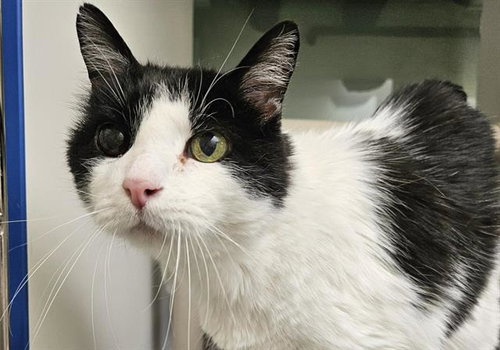 CHARLIE - Domestic Long Hair available for adoption
