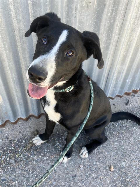 PEACHES, an adoptable Border Collie in Albuquerque, NM