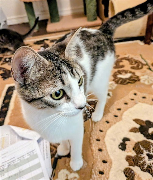 LUNA, an adoptable Domestic Short Hair in Albuquerque, NM