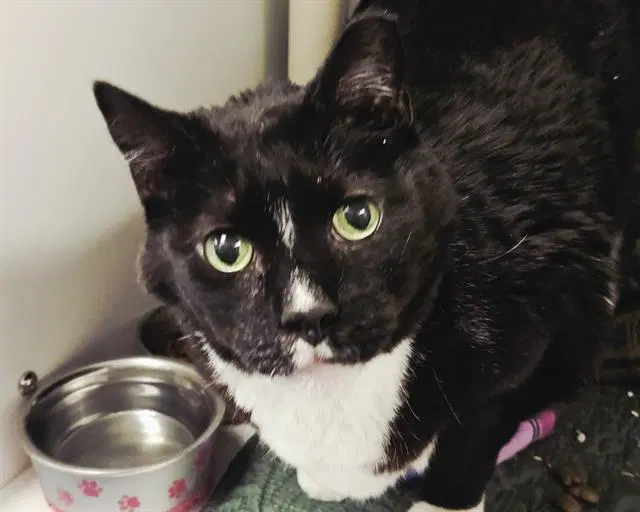 Yuki - Domestic Short Hair