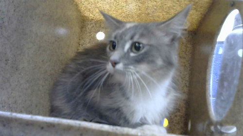 FACHIE - Domestic Short Hair available for adoption