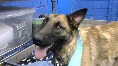 DAKOTA, an adoptable German Shepherd Dog in Albuquerque, NM