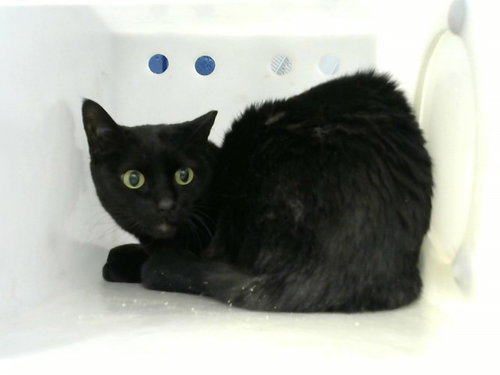 WYBIE - Domestic Long Hair available for adoption